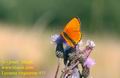 Lycaena_virgaureae_455