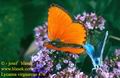 Lycaena_virgaureae_476