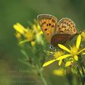 Lycaena_virgaureae_af6841