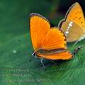 Lycaena_virgaureae_bc9932