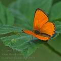 Lycaena_virgaureae_bc9939