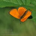 Lycaena_virgaureae_bc9953