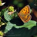 Lycaena_virgaureae_bc9957