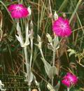 Lychnis_coronaria_4844