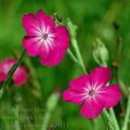 Lychnis_coronaria_da9113