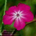 Lychnis_coronaria_da9117