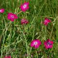 Lychnis_coronaria_da9177