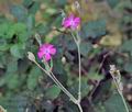 Lychnis_coronaria_hy7335