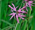 Lychnis_flos-cuculi_hz2864