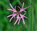 Lychnis_flos-cuculi_hz2866