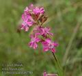 Lychnis_viscaria_ab2784