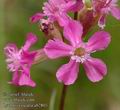 Lychnis_viscaria_ab2803