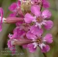 Lychnis_viscaria_ab2807