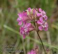 Lychnis_viscaria_ab2816