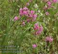 Lychnis_viscaria_ab2838