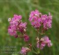 Lychnis_viscaria_ab2843