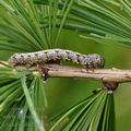 Lycia_isabellae_bc3254