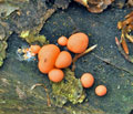 Lycogala_epidendrum_bf9779