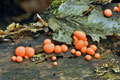 Lycogala_epidendrum_bf9783
