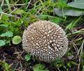 Lycoperdon_caudatum_ca4220