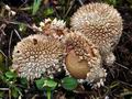 Lycoperdon_caudatum_ca4229