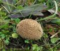 Lycoperdon_caudatum_ca4261