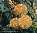 Lycoperdon_echinatum_ab8726