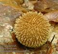 Lycoperdon_echinatum_ab8750