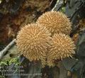 Lycoperdon_echinatum_ab8992