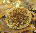 Lycoperdon_echinatum_ac0710