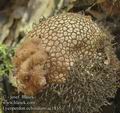 Lycoperdon_echinatum_ac1815