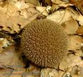 Lycoperdon_echinatum_ac4575