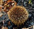 Lycoperdon_echinatum_bv0722