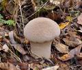 Lycoperdon_excipuliforme_bp4008