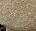 Lycoperdon_excipuliforme_bp4015