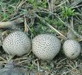 Lycoperdon_foetidum_ac8853