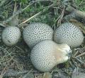 Lycoperdon_foetidum_ac8865