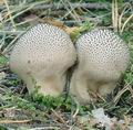 Lycoperdon_foetidum_ac8869