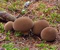 Lycoperdon_foetidum_be3235