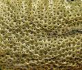 Lycoperdon_foetidum_bt9992