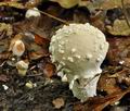 Lycoperdon_mammiforme_bv3589