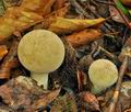 Lycoperdon_molle_bp2258