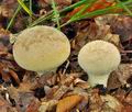 Lycoperdon_molle_bp2261