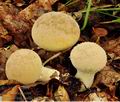 Lycoperdon_molle_bp2270