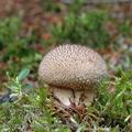 Lycoperdon_nigrescens_aj2660