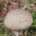 Lycoperdon_nigrescens_aj2665