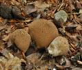 Lycoperdon_nigrescens_bp2279