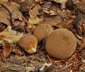 Lycoperdon_nigrescens_bp2280