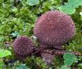 Lycoperdon_nigrescens_ce7663s