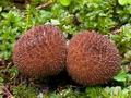 Lycoperdon_nigrescens_ce7676s